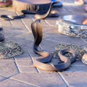 Best morocco tours