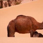 Best morocco tours