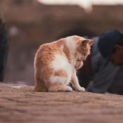 Best morocco tours