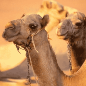 Best morocco tours
